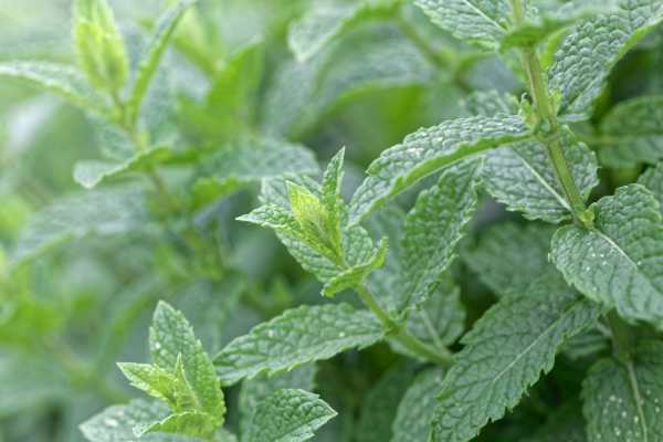  - Essential Oils